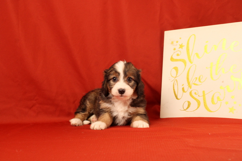 puppy, for, sale, Mini Bernedoodle F2, Matthew B. Stoltzfus, dog, breeder, Gap, PA, dog-breeder, puppy-for-sale, forsale, nearby, find, puppyfind, locator, puppylocator, aca